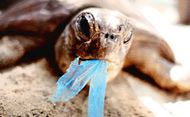 turtle eating plastic bag